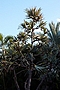 Pandanus utilis IMG_9189 